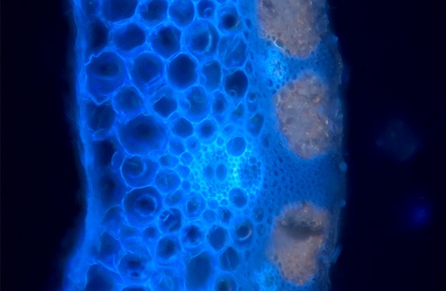 Blé fluorescent au stéréo-microscope