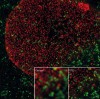 Immunofluorescence staining in HeLa cells: red: NUP 153, green: Clathrin-TMR. gSTED with 0% 3D STED - ©Leica