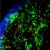 noeud lymphatique intravital - Photo A. Peixoto TRI-IPBS Genotoul