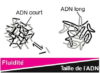 Taille ADN