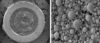 Visualisation 3D de gélosomes dans un hydrogel par cryo fixation haute pression