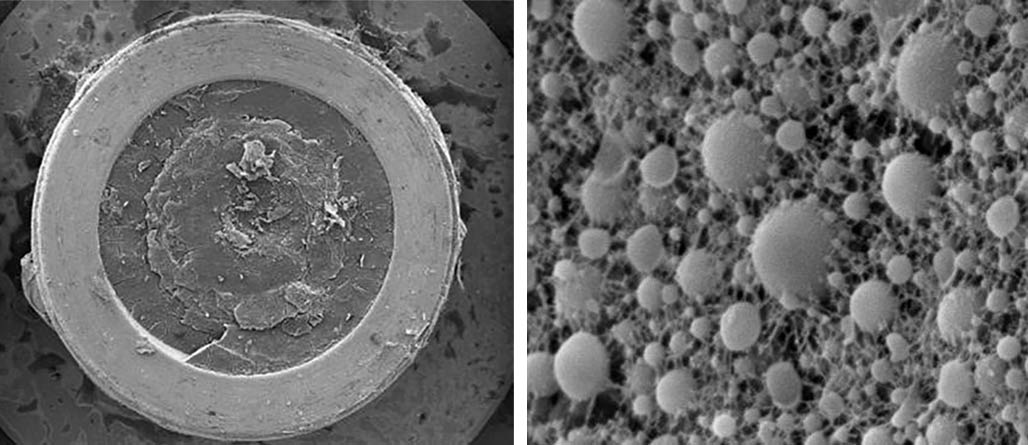 Visualisation 3D de gélosomes dans un hydrogel par cryo fixation haute pression 