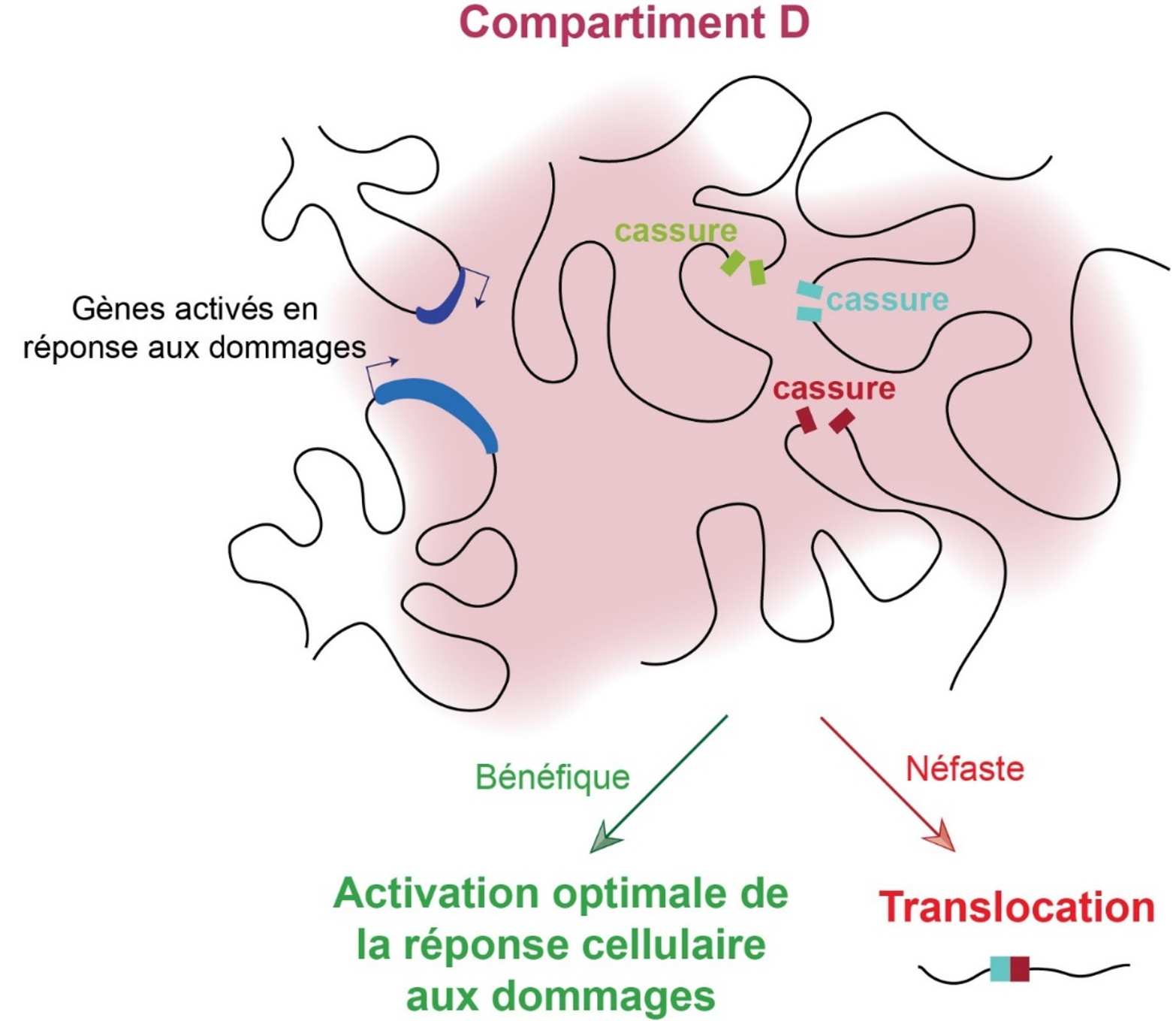 Compartiment D de chromatine