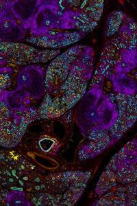 Cytometry