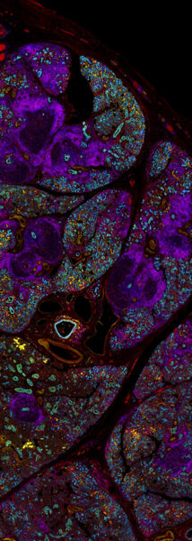 Cytometry